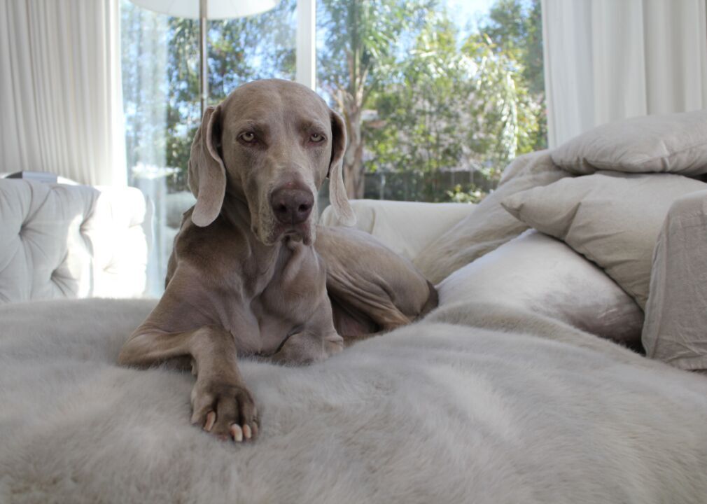 #40. Weimaraner